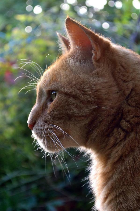 Le Chaton Rouge Saint-Pierre-du-Lorouer Экстерьер фото